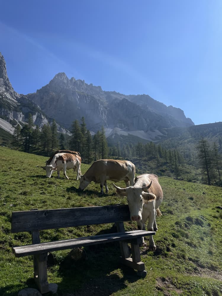 Kühe auf der Alm