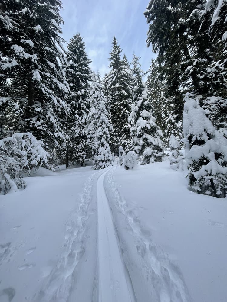 Tourenski Wanderung durch einen verschneiten Wald