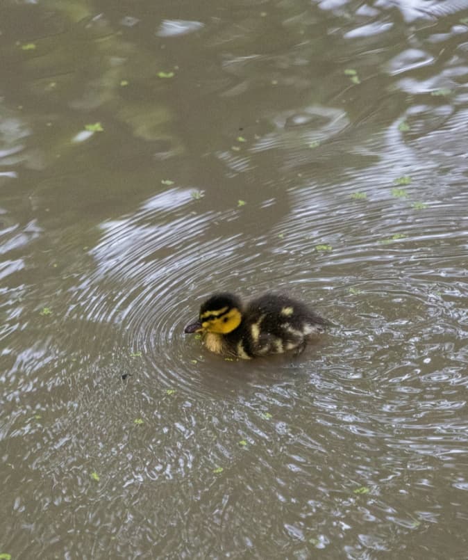 Kleines Entenkücken im Teich