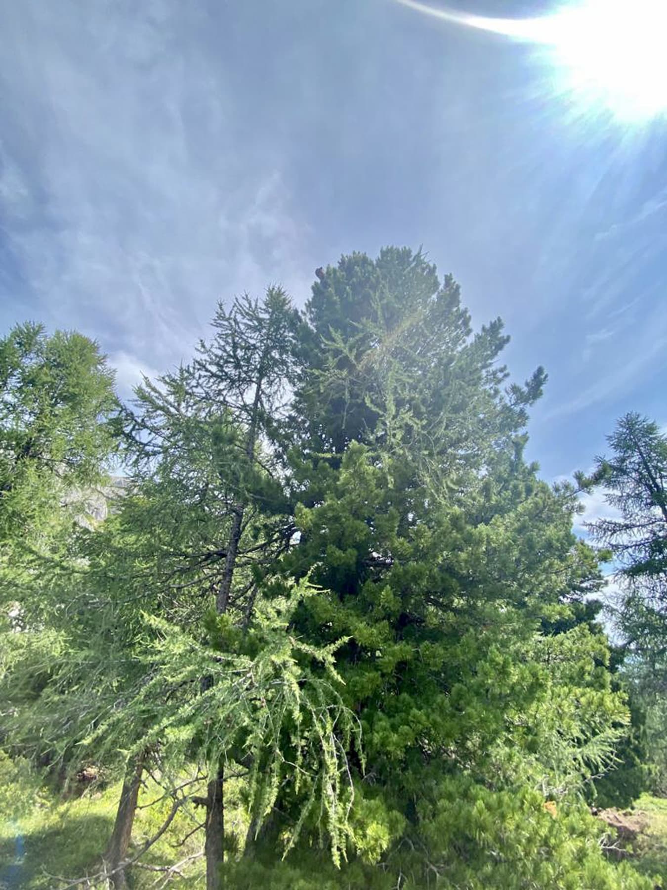 Zirbenbaum