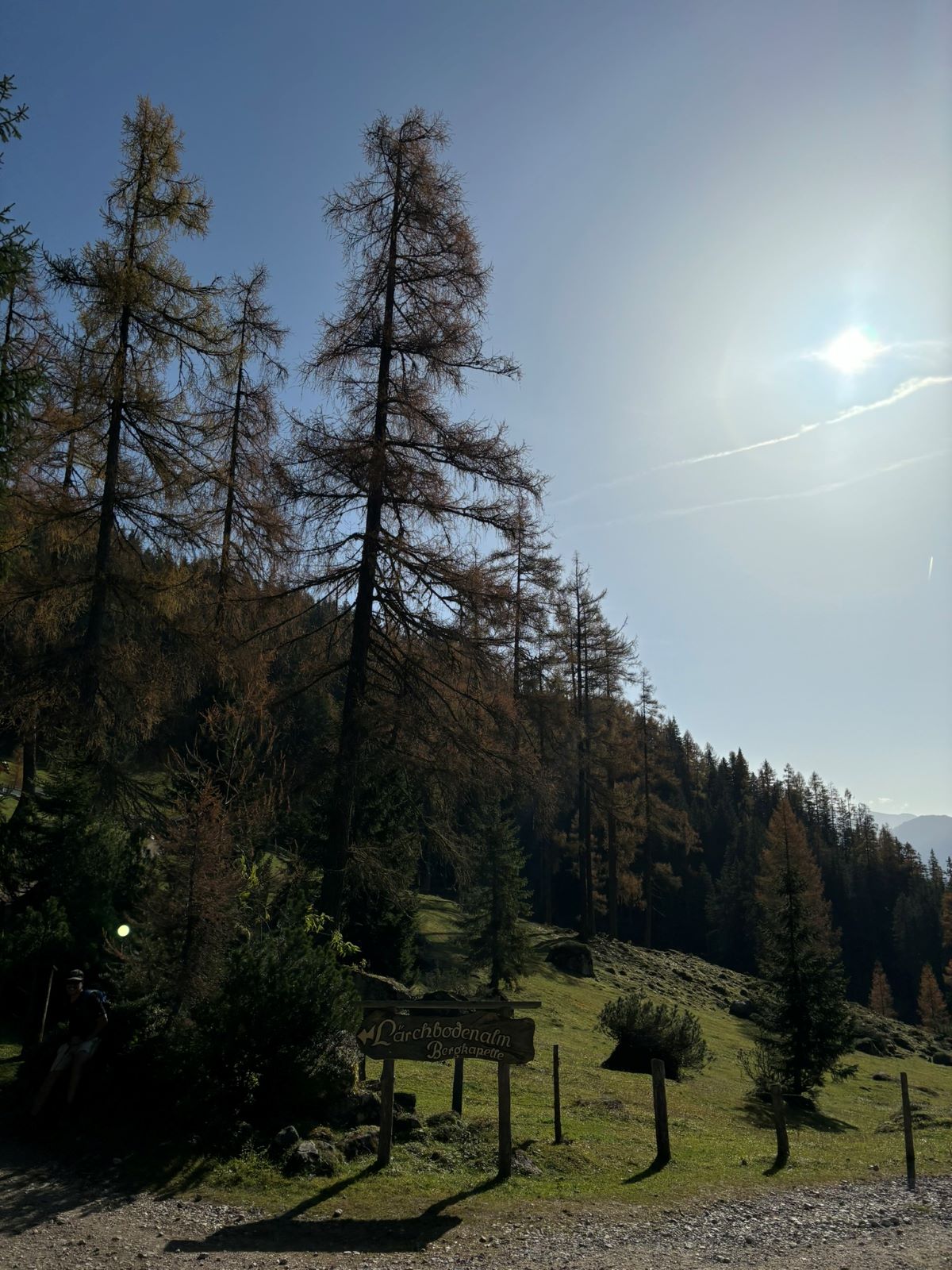 Blick auf Bäume und die Alm