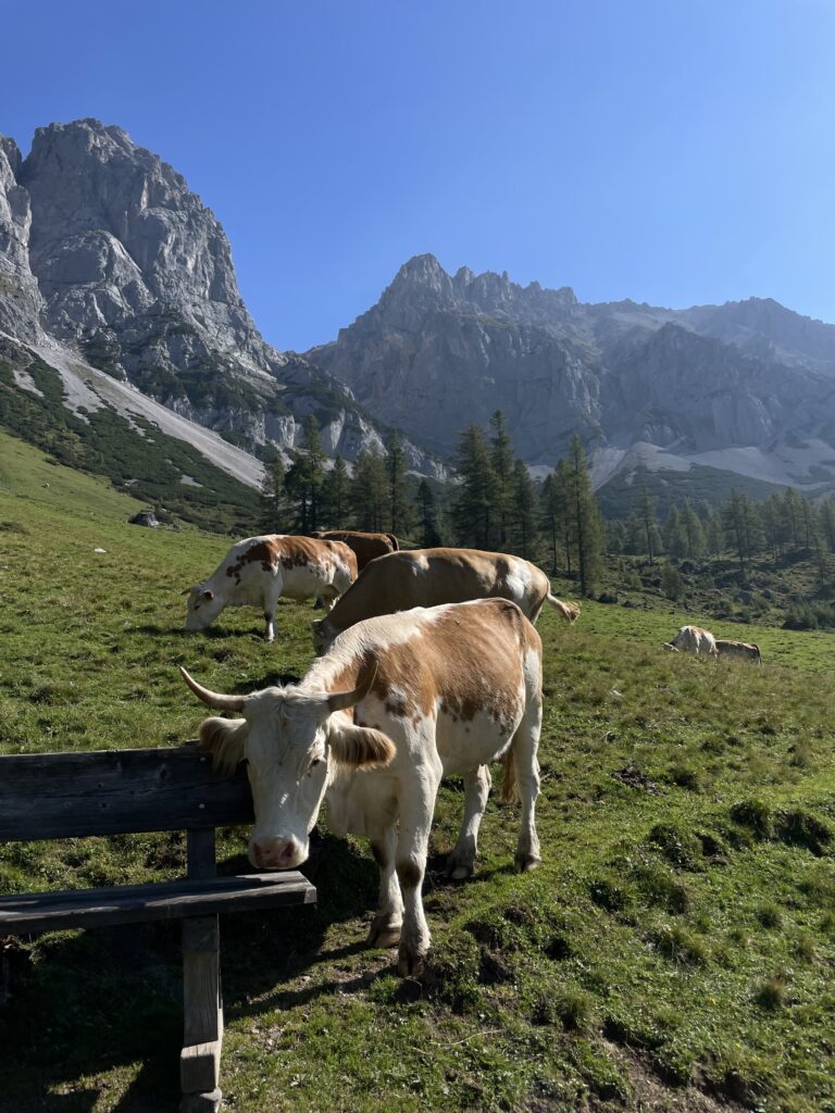 kühe